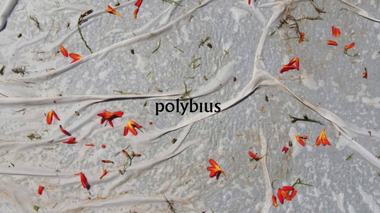 Polybius Lau (Polybius taldea)