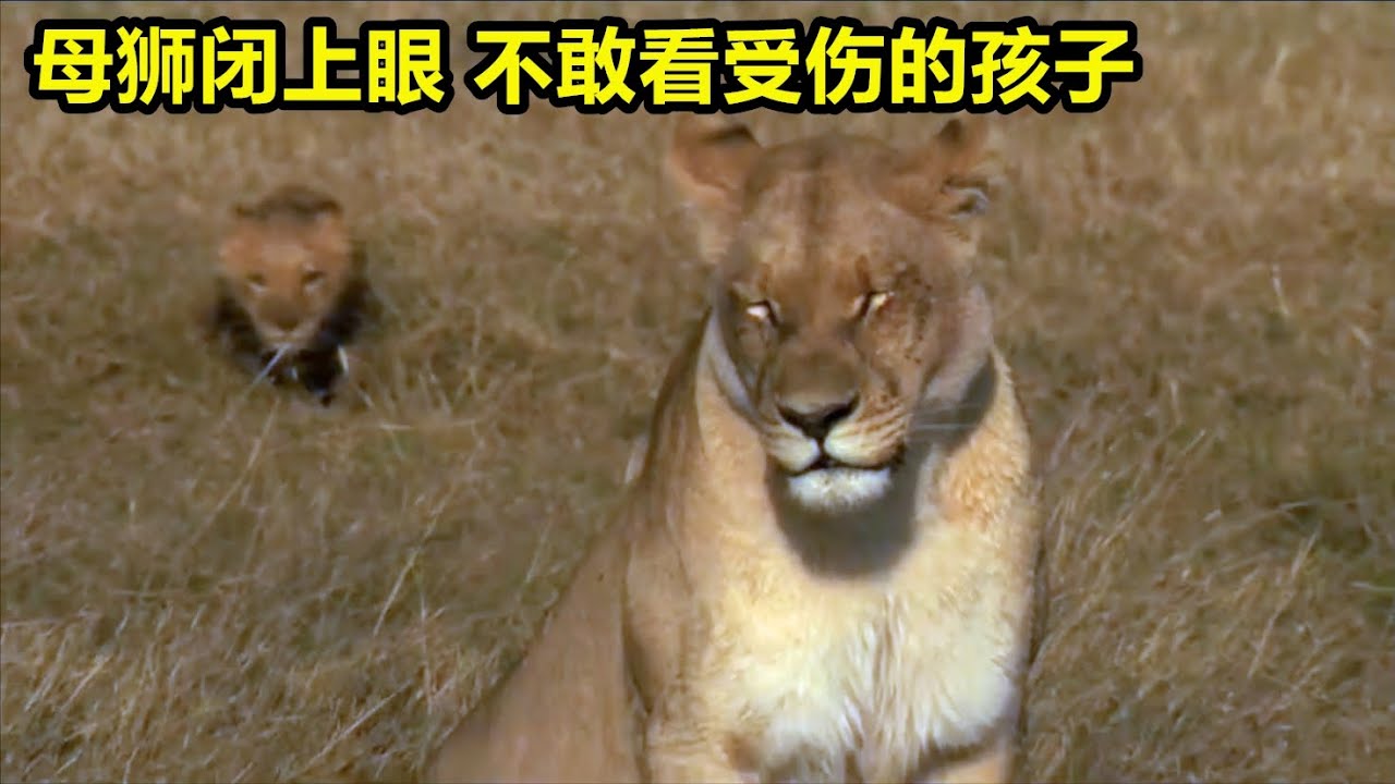 面对脊柱断裂的幼狮，无能为力的母狮像人类一样闭上眼睛不敢看孩子。