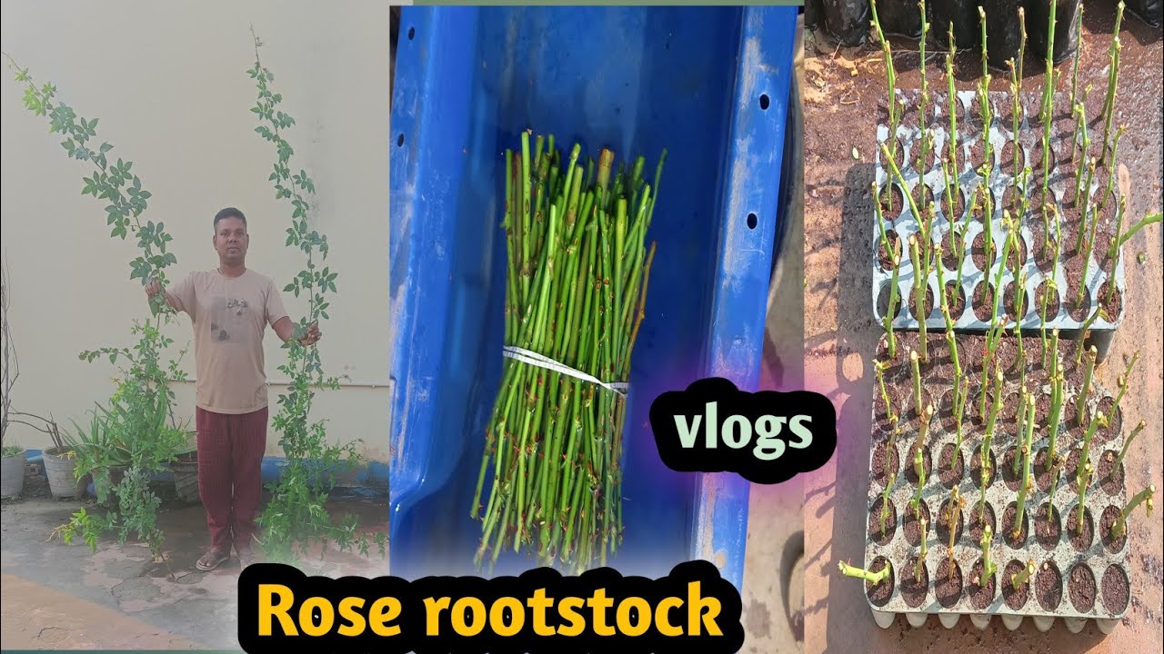 दोस्तों मैं अपने गुलाब के multigrafting के लिए rootstock कैसे तैयार करता हूं||