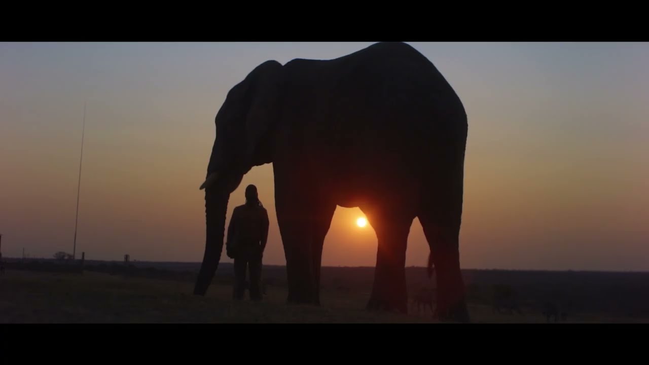 Diary of an elephant orphan Trailer 1 min