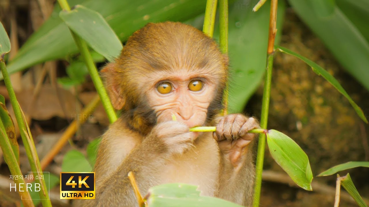 Cute Baby Monkeys Playing in the Wild Forest  | Relaxing Stream Sounds & Wildlife Ambience