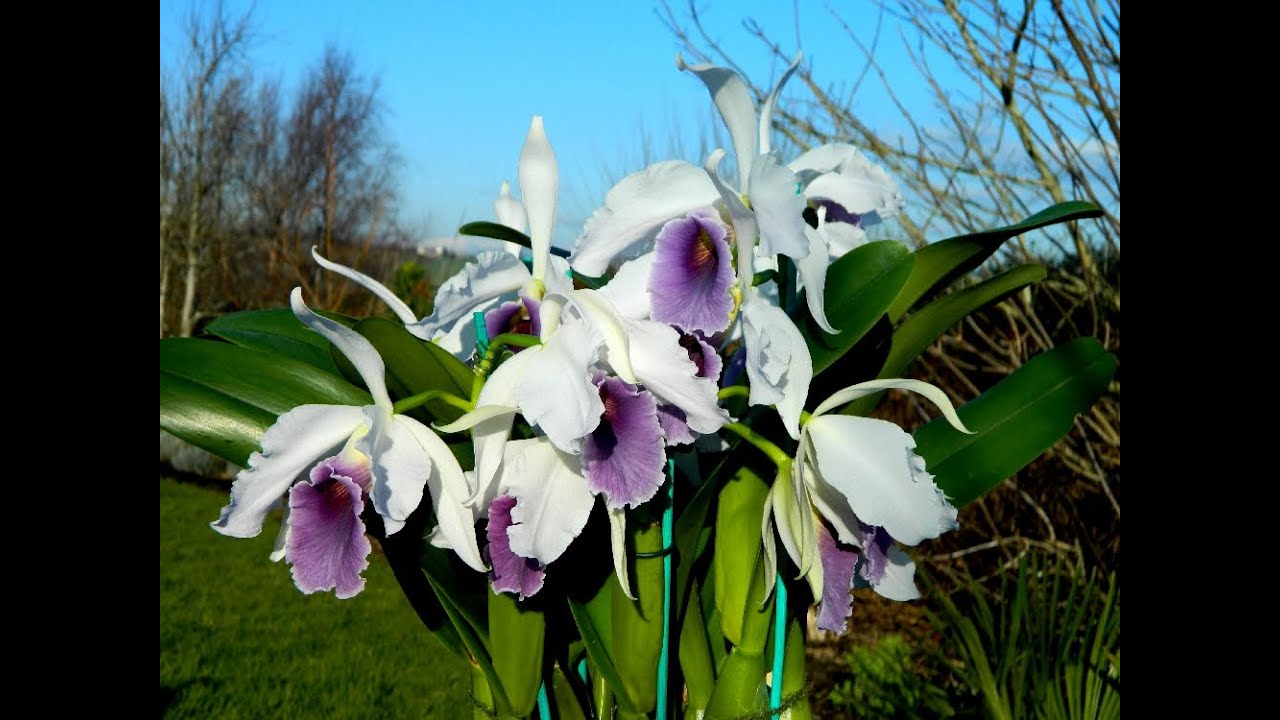 Meet the Parents - Growing a Primary Cattleya Cross & its Species Parents
