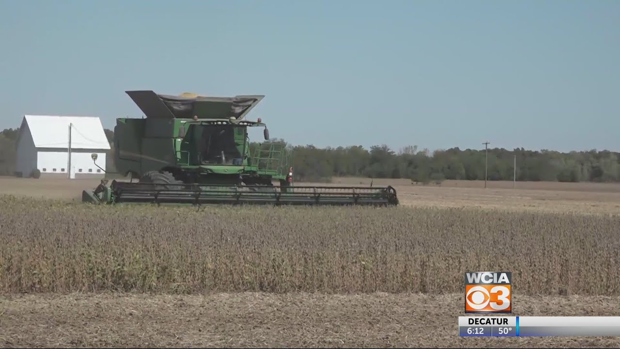 From the Farm: Declining Grain Prices