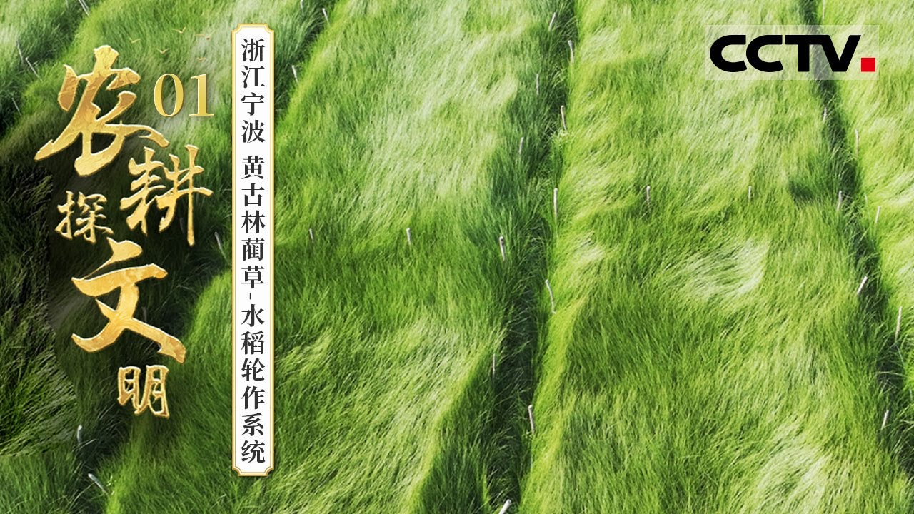 《2025农耕探文明》01 浙江宁波：探索千年轮作的农耕智慧 在这里种草竟然要用网——黄古林蔺草-水稻轮作系统【CCTV纪录】