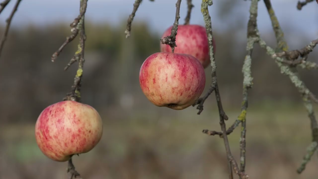 Гадовичи, деревня рядом с лесом.