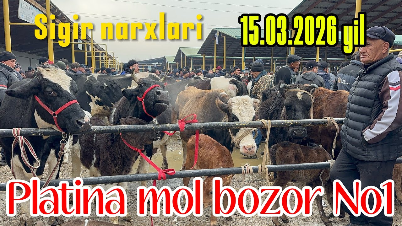 TOSHKENT VIL, BUSTONLIQ TUMANI PLATINA MOL BOZOR SIGIR NARXLARI