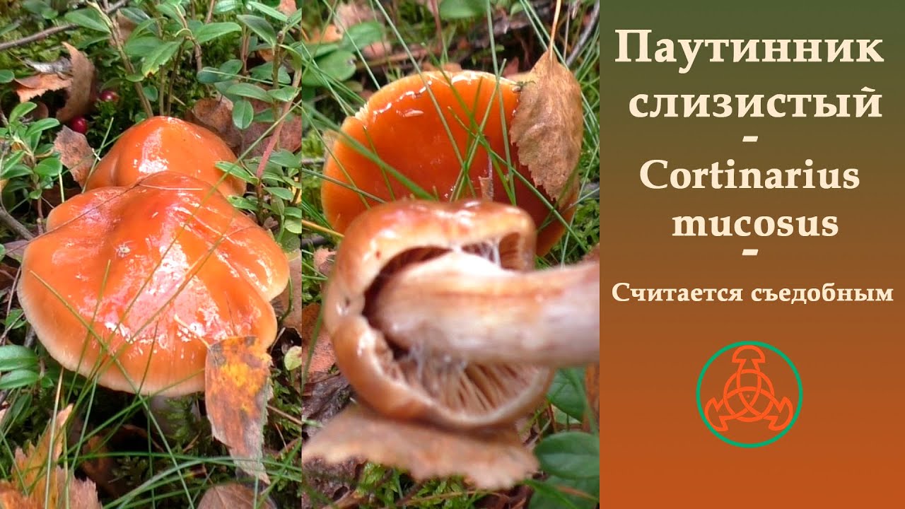 Паутинник слизистый - Cortinarius mucosus. Съедобный гриб.