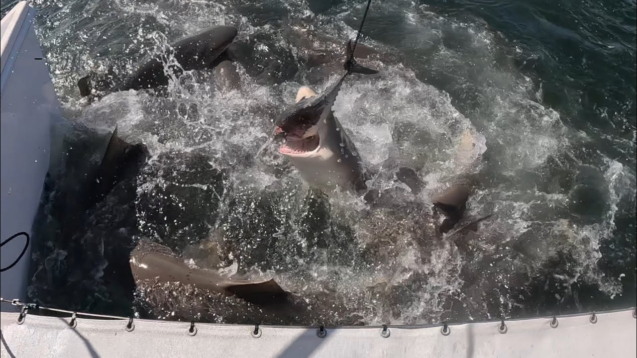 Lemon Sharks Feed & Boat Tour | Florida, Key West
