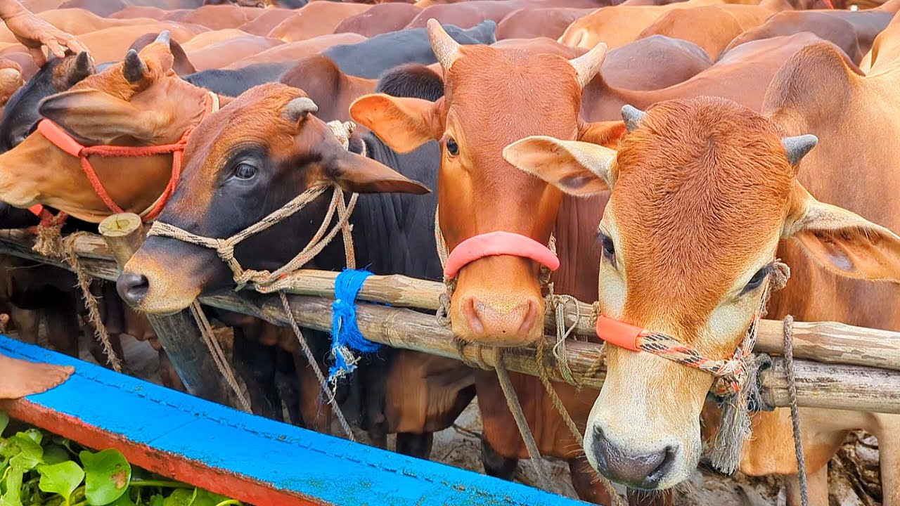 cow unloading, cow videos, cow video, animal, big cow, goru hamba cow, Ep-06