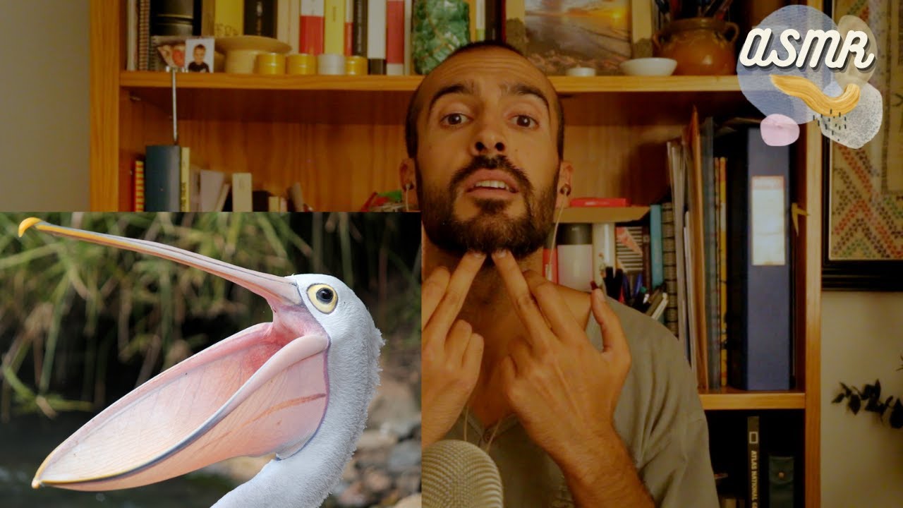 CURIOSIDADES AVES 3🦤 │Clica para SORPRENDENTE y DORMIRTE con un único vídeo🤗│ ASMR