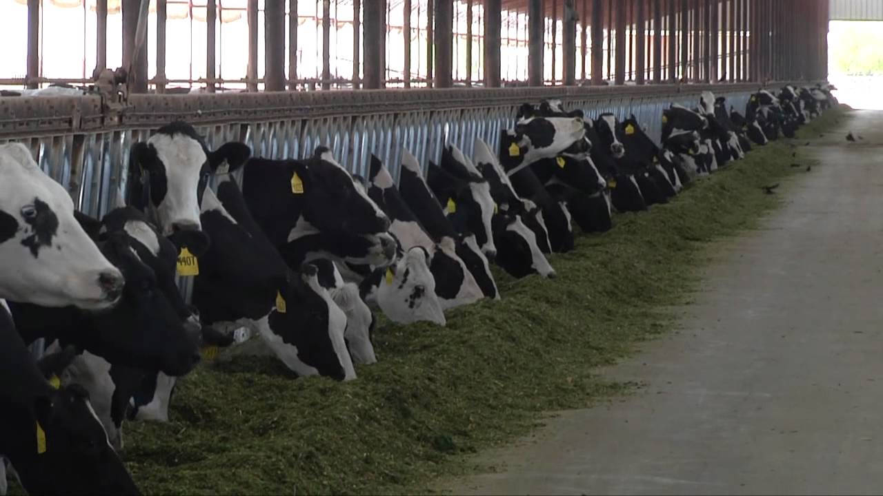 Pen Movement on Dairy Farms
