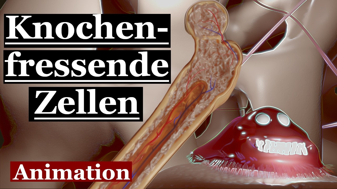 Auf- und Abbau von Knochengewebe | ANIMATION