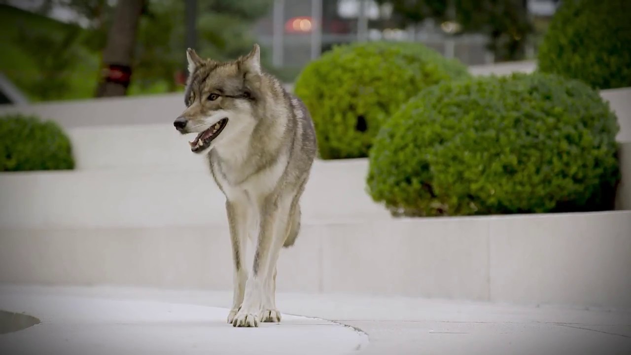 Autostadt // W&ouml;lfe in der Autostadt - Wilder Filmdreh mit tierischen Stars