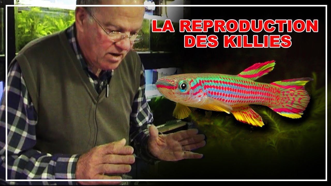 la reproduction des killies . comment réussir la reproduction des poissons killies