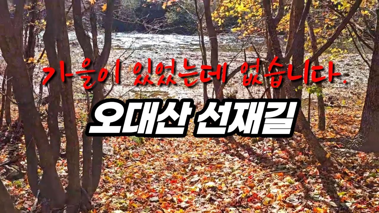 초록 낙엽이 우수수 쏟아지는 오대산 선재길/ 오늘의 최종목표는 뜨끈한 어묵탕