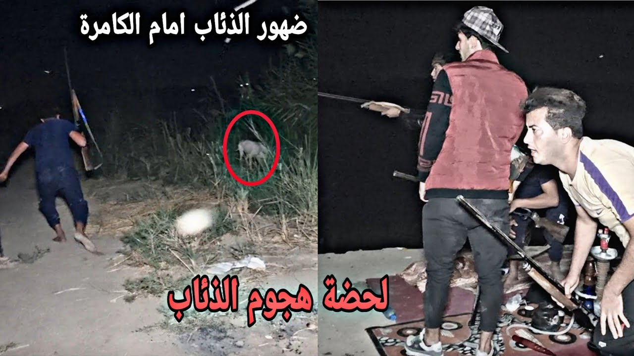 صيد وتخيم على نهر دجلة هجوم قطيع الذئاب لحضة مخيفة
