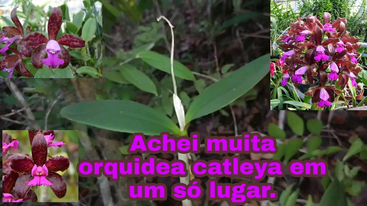 Achei muitas orquídeas cattleya, em um só lugar! I found many cattleya orchids in one place Encontré