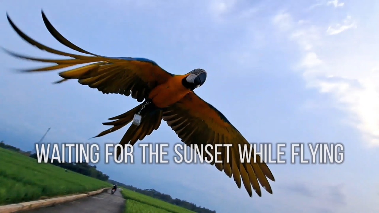 WAITING FOR THE SUNSET WHILE FLYING | MACAW FREE FLIGHT