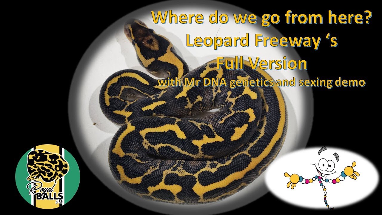 Breeding Ball Pythons; Leopard Freeway Full