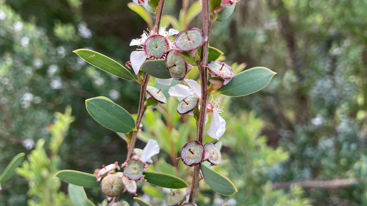 Victorian Teatree ID & Control