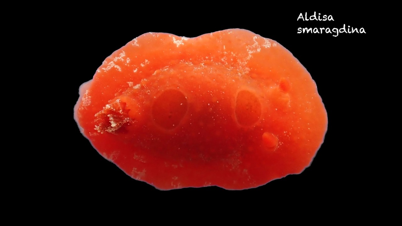 Aldisa smaragdina (nudibranquio)