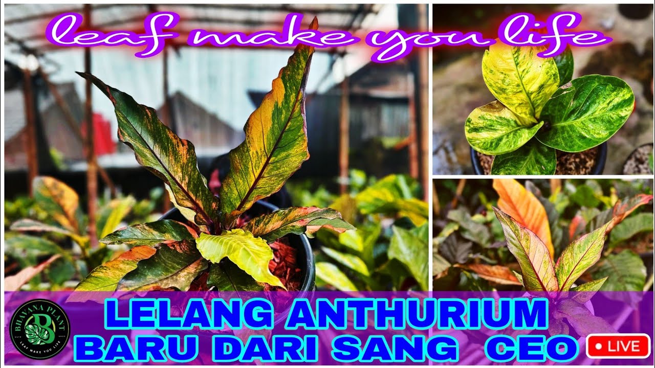 Bhavana plant sedang live LELANG ANTHURIUM Jemani baru dari sang CEO #ceo #anthurium #jemani