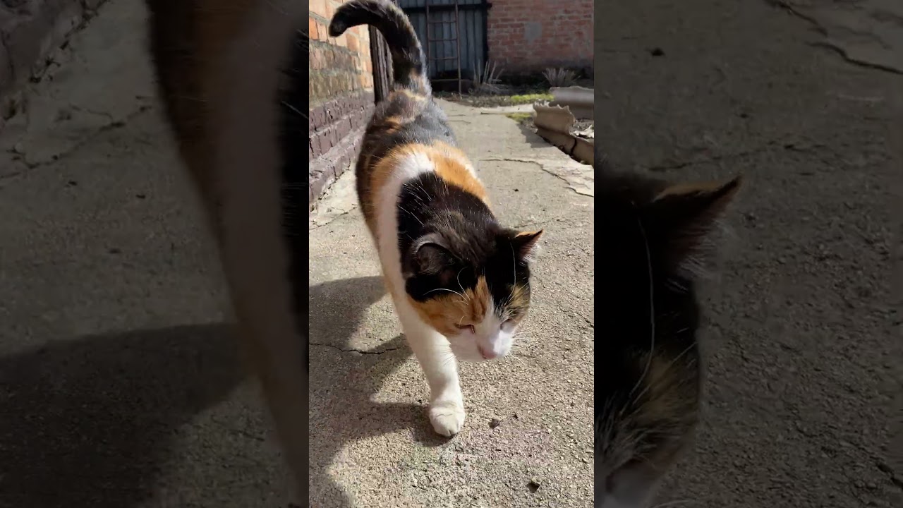 Киця Котя#cat #приколы #kitty #прикольныекоты #shorts