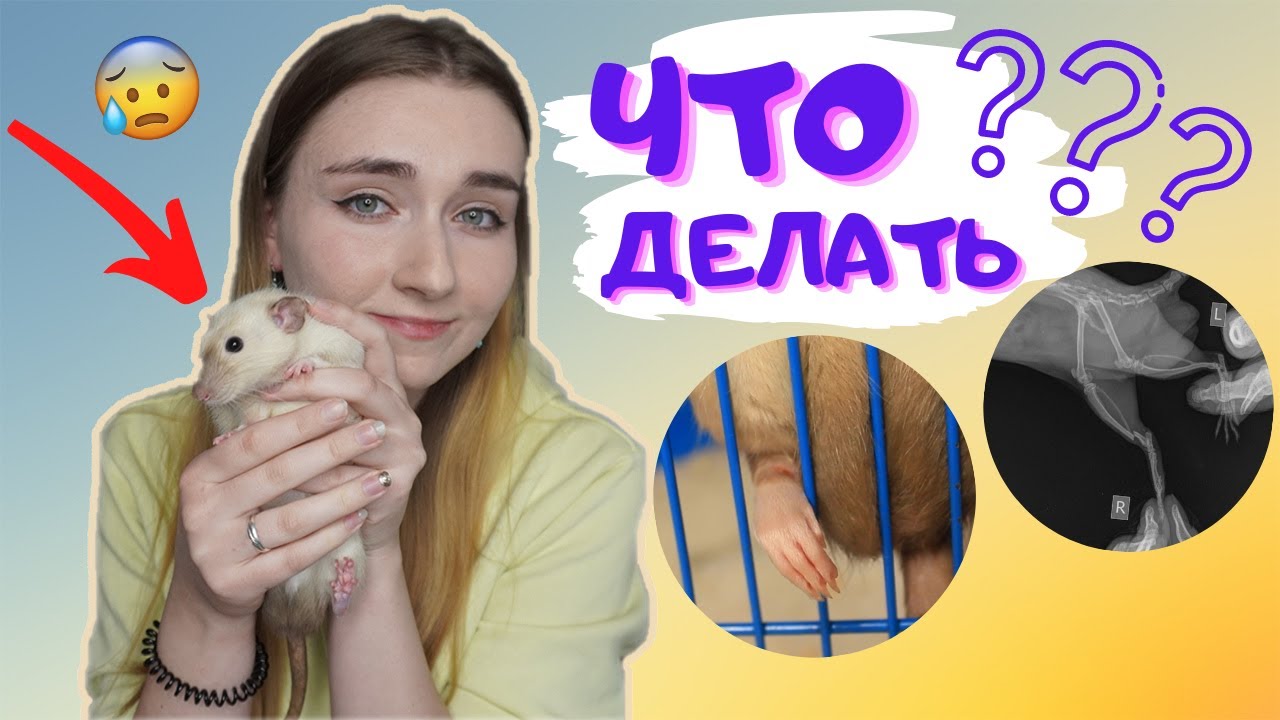ЧТО ДЕЛАТЬ, ЕСЛИ КРЫСА СЛОМАЛА ЛАПУ? КАК ЛЕЧИТЬ ПЕРЕЛОМ У КРЫСЫ? / КАК СЕБЯ ЧУВСТВУЕТ ФЕНЯ?