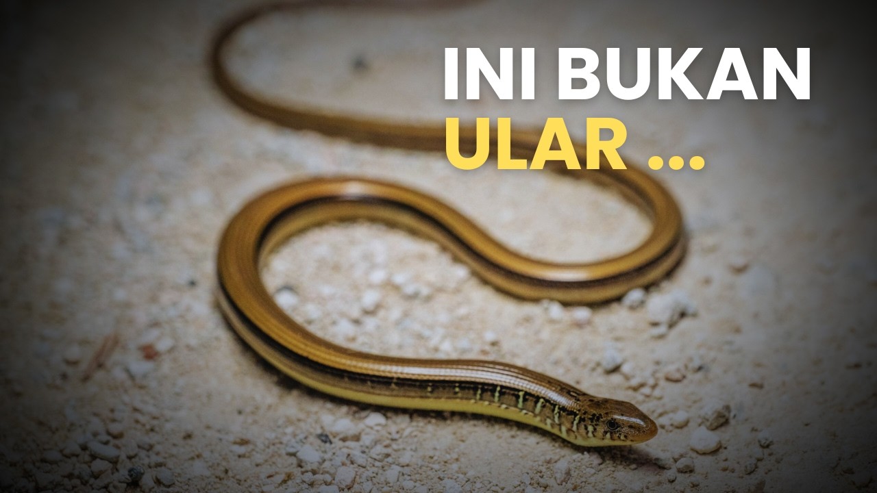 Kadal: Reptil Bersisik yang Menguasai Ekosistem Dunia