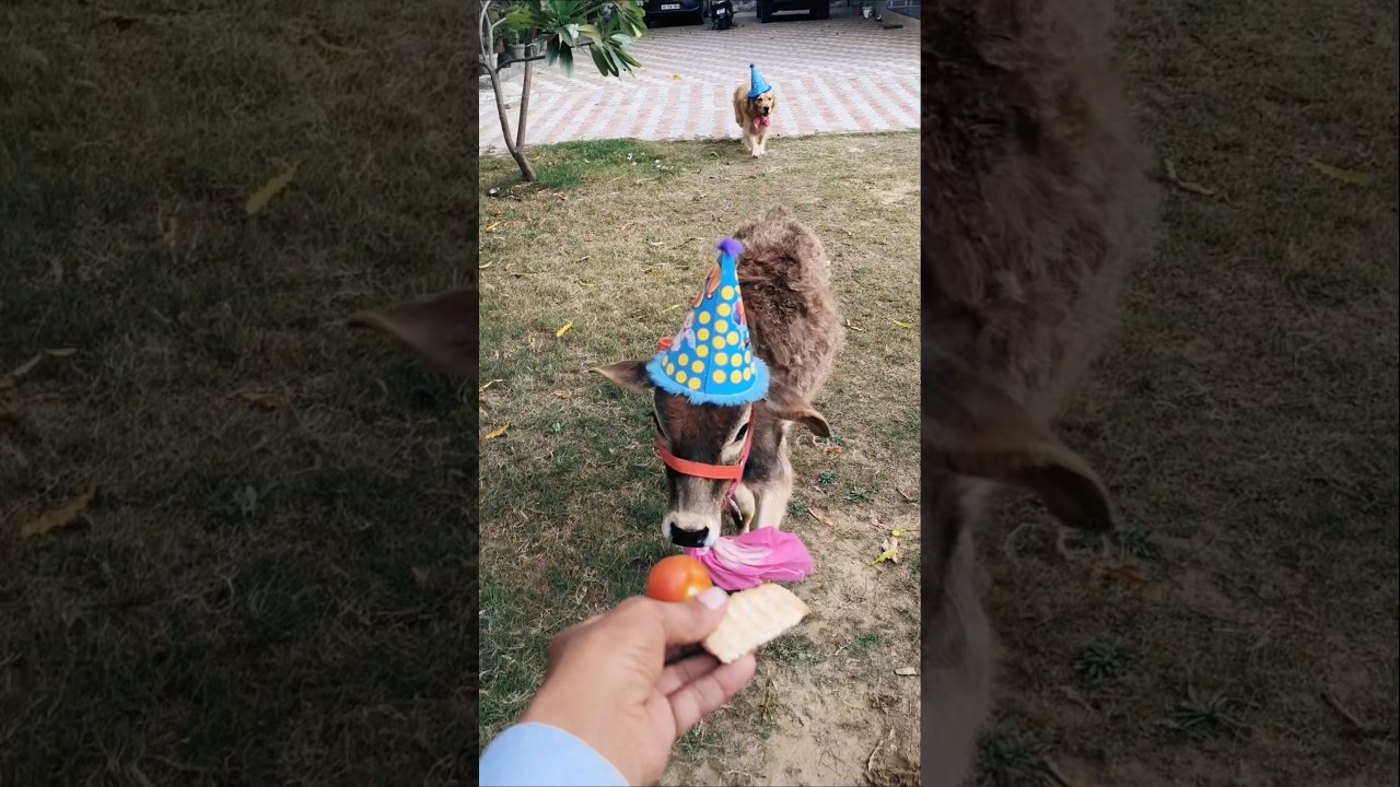 Cutest Birthday Party Ever! 🐮🥳 #Shorts #birthday #cowlove
