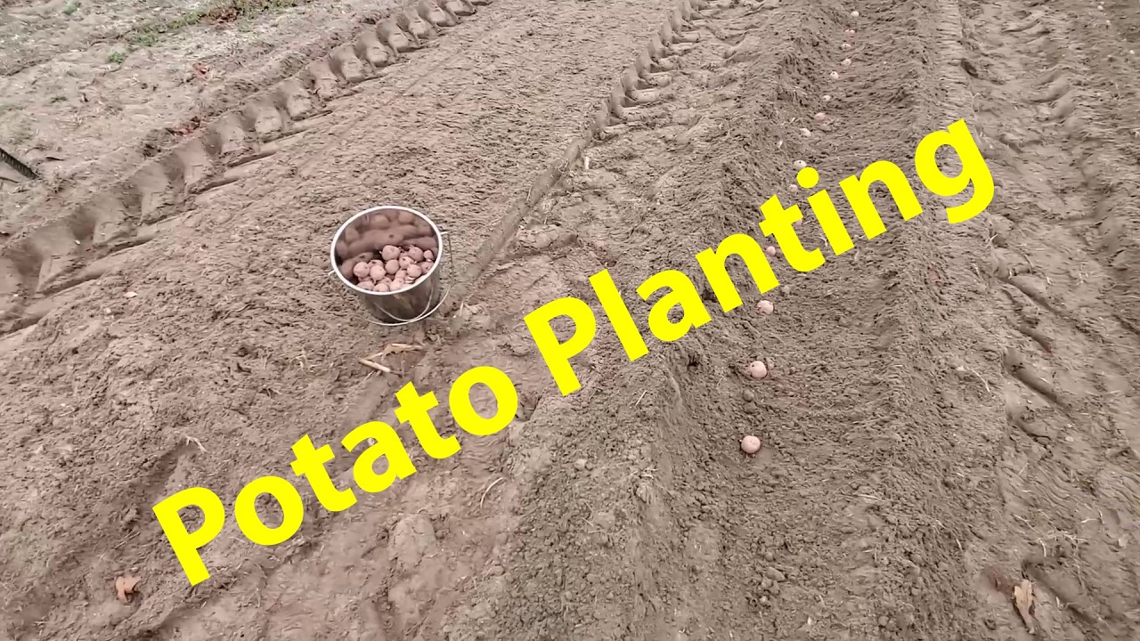 Potato Planting Time