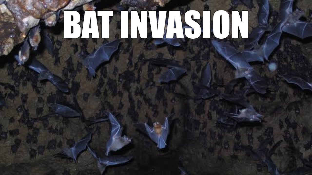 Hiking 22 000 Steps To Waterfall | Invasion Of Bats In Cave!
