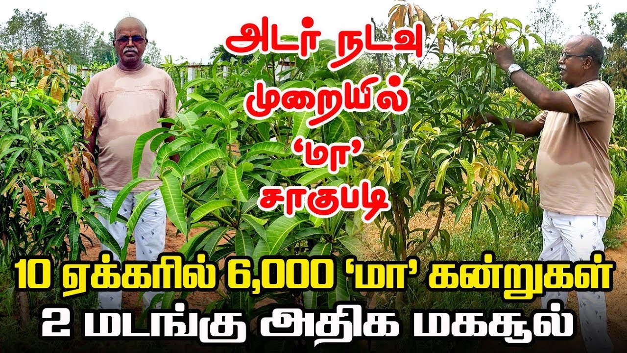 அடர் நடவு முறையில் மா விவசாயம் | 2 மடங்கு அதிக மகசூல் | mango farming | Iyarkai Annai