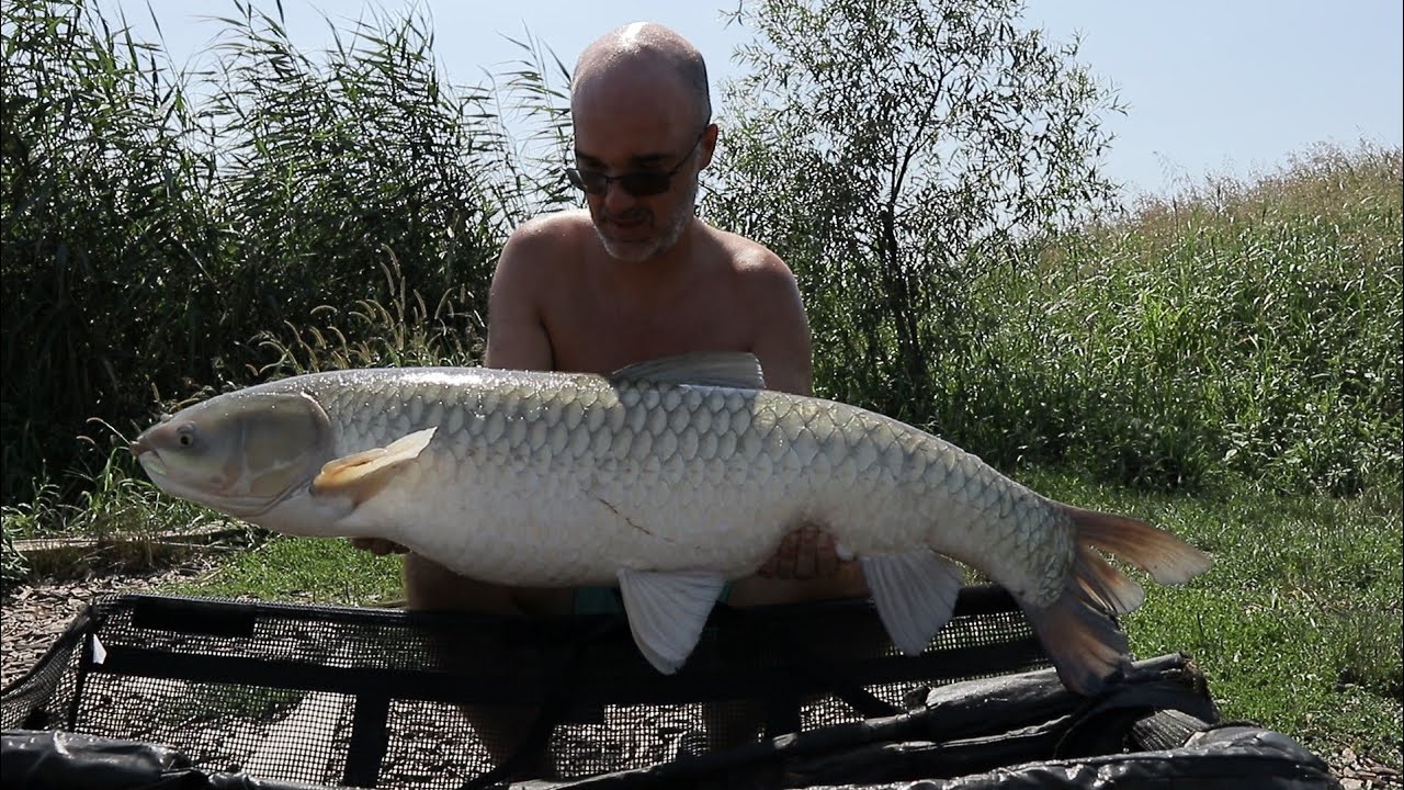 Grabovo 2 deo ribolov sarana i amura boatman brodicima