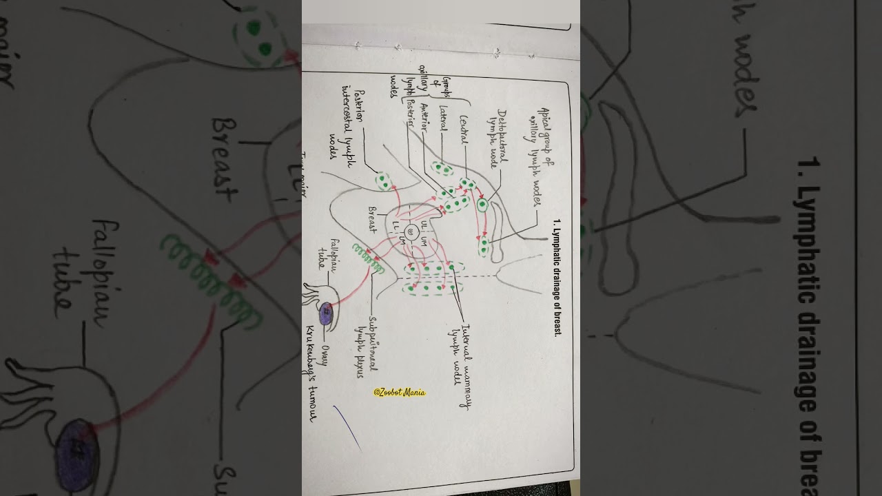 Lymphatic drainage of breast #mbbs1styear #mbbsanatomy #grossanatomy #viralshorts