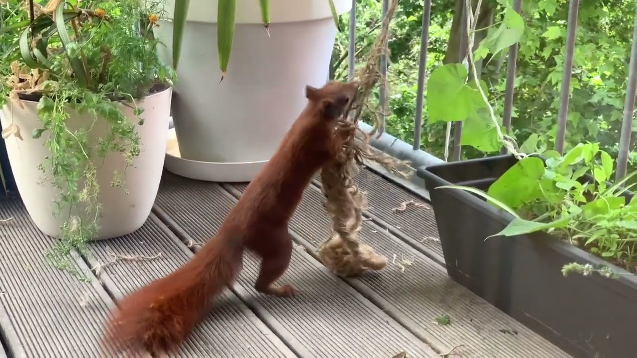 Eichhörnchen zieht