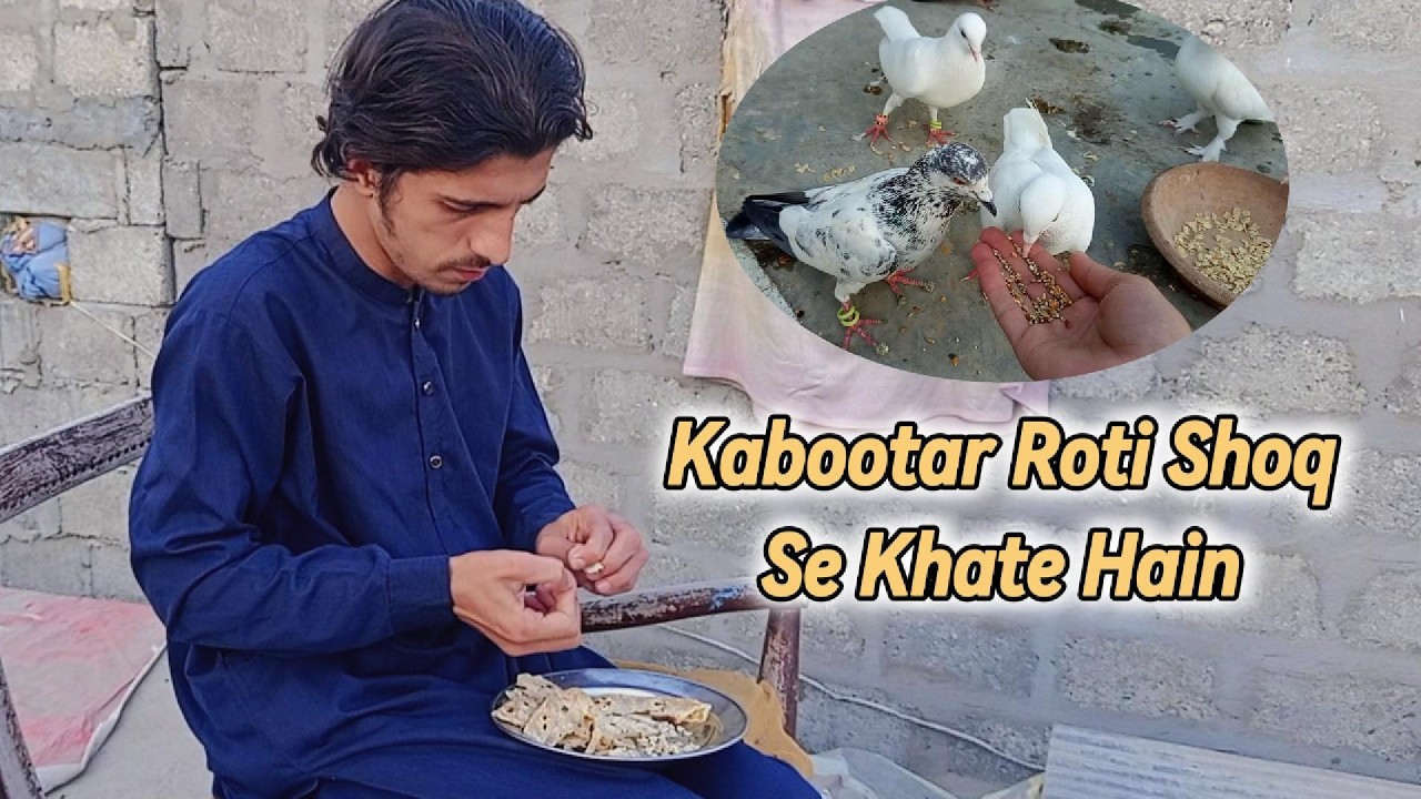 kabutaron Ko Roti Diya 😍 | Pigeon Feeding Vlog 