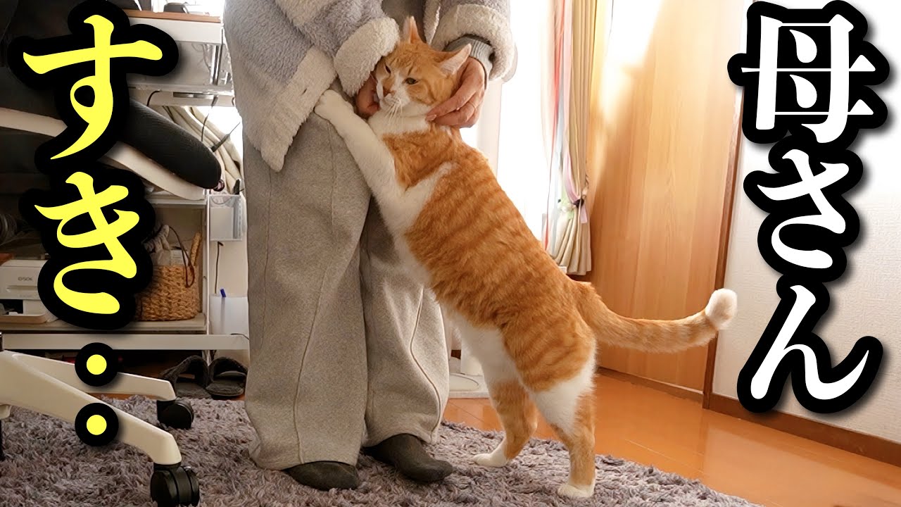 Крайне скучная ежедневная рутина моего кота