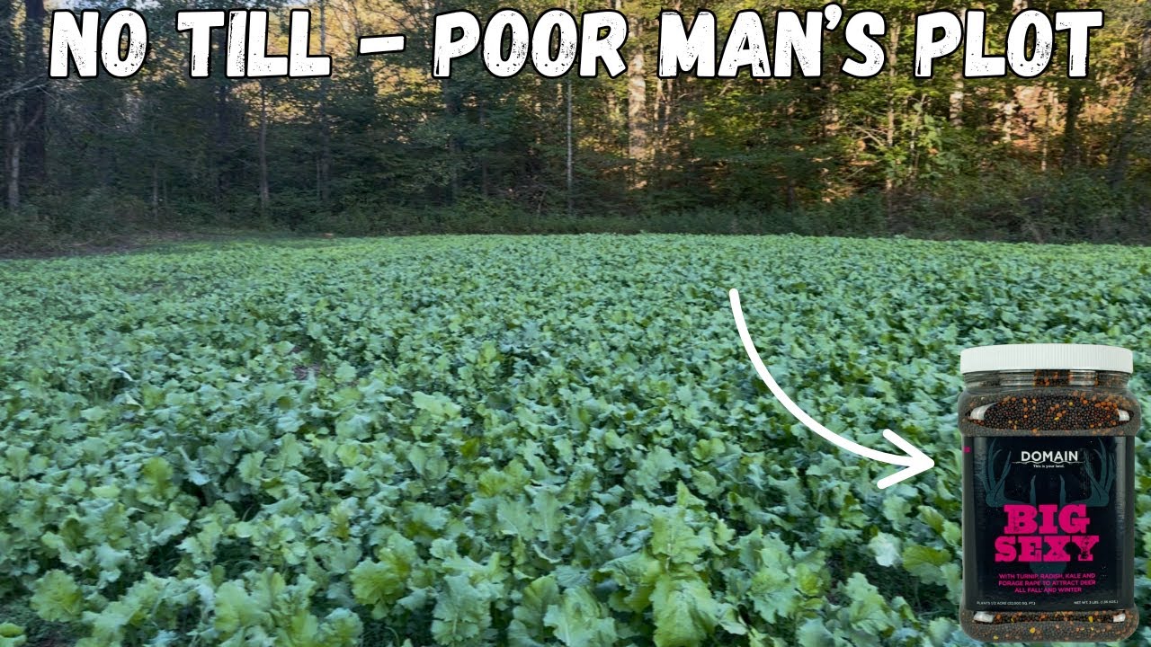 NO TILL-NO HEAVY EQUIPMENT FALL FOODPLOT!! Domain Big Sexy Brassica Blend