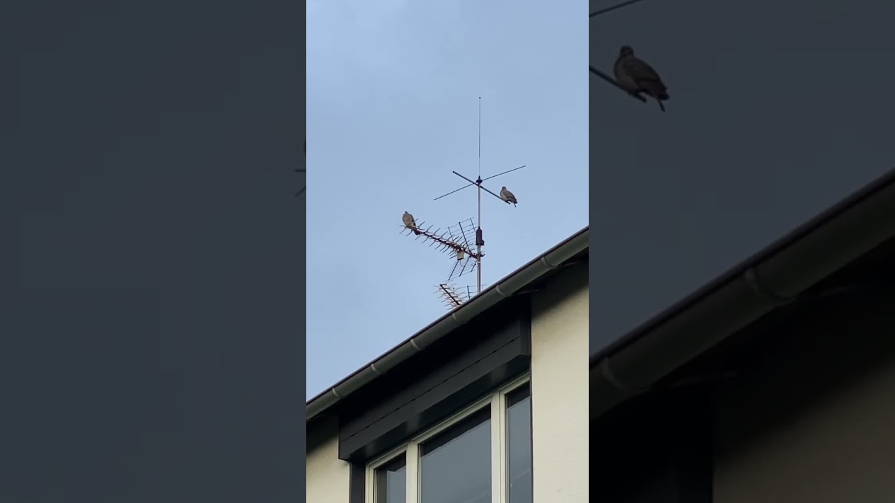 Nice dove 4