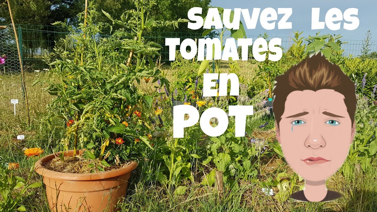 SAUVEZ LES TOMATES EN POT