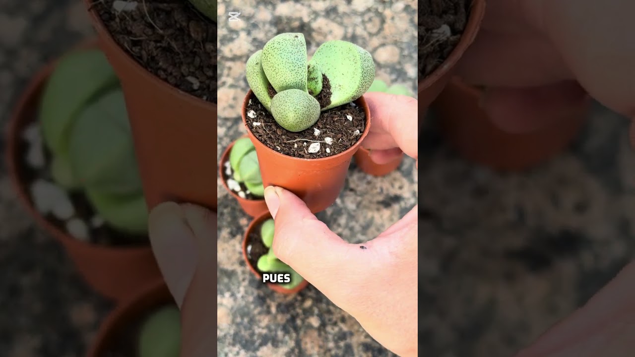 ME HE COMPRADO NUEVOS CACTUS 🌵(vídeo en horizontal)