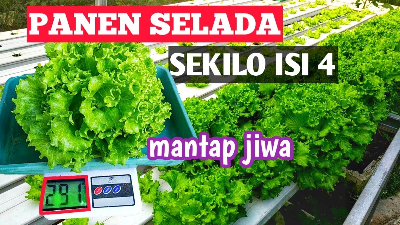 CARA MENANAM SELADA - PANEN DAN TRIK JUAL LANGSUNG