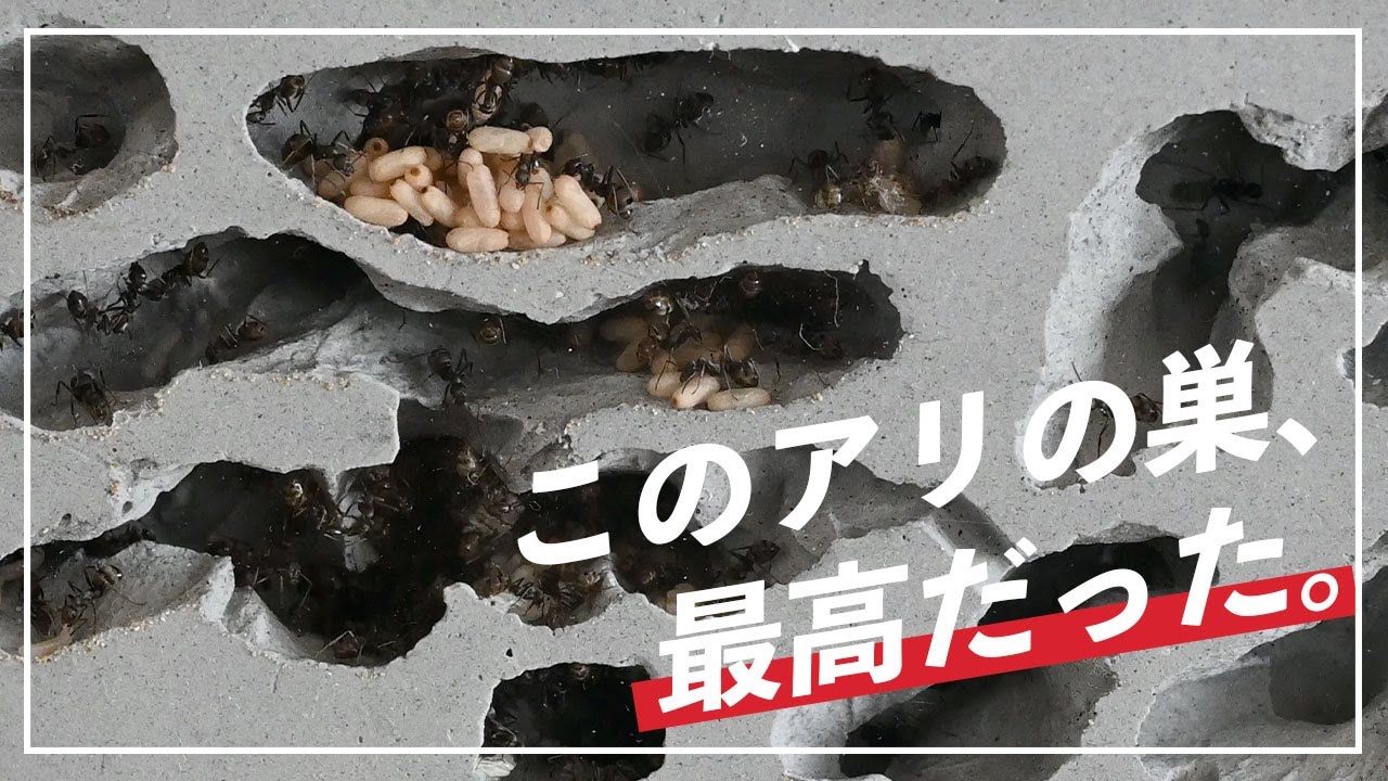 【クロヤマアリを飼育！】縦置き石膏巣の作り方#3 引越し編【アリ飼育】