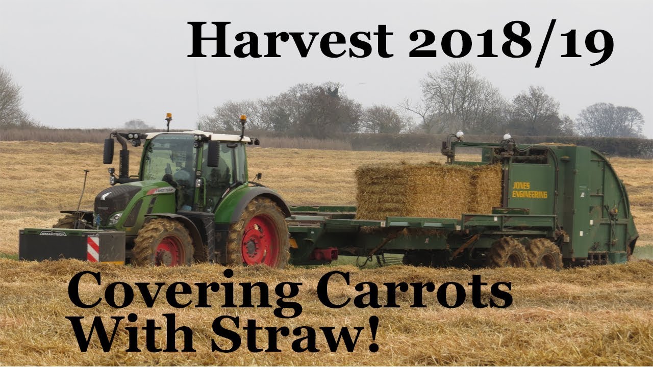 Covering Organic Carrots With Straw