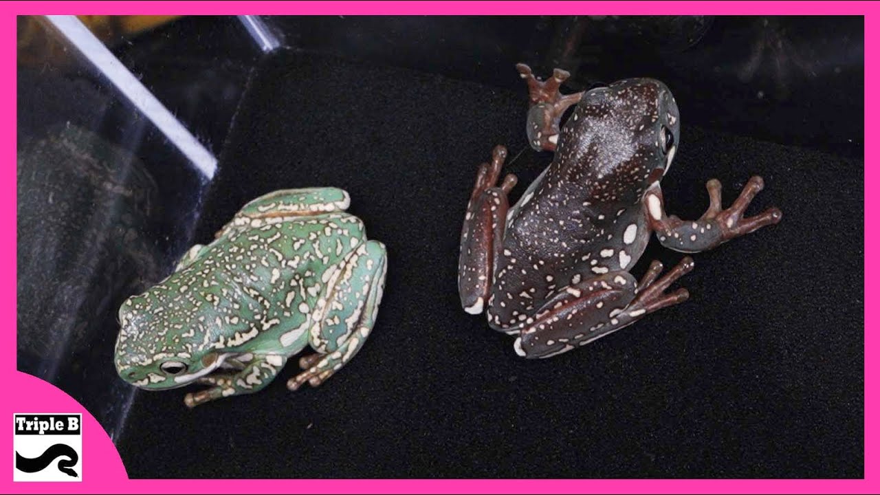 White's Tree Frogs w/Jay Sommers - Triple B TV Ep.297