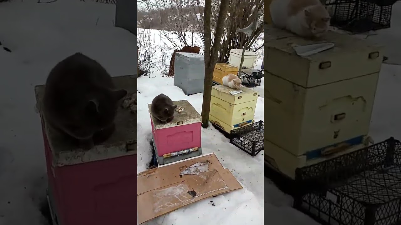 24 лютого: 3-я спроба обльоту бджіл #bee #winter #flying