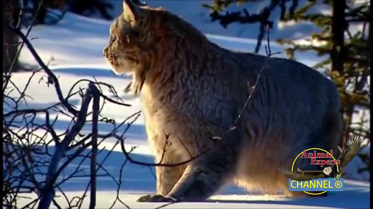 Epic Hunting Chase of the Canadian Lynx and Snowshoe Hare in HD