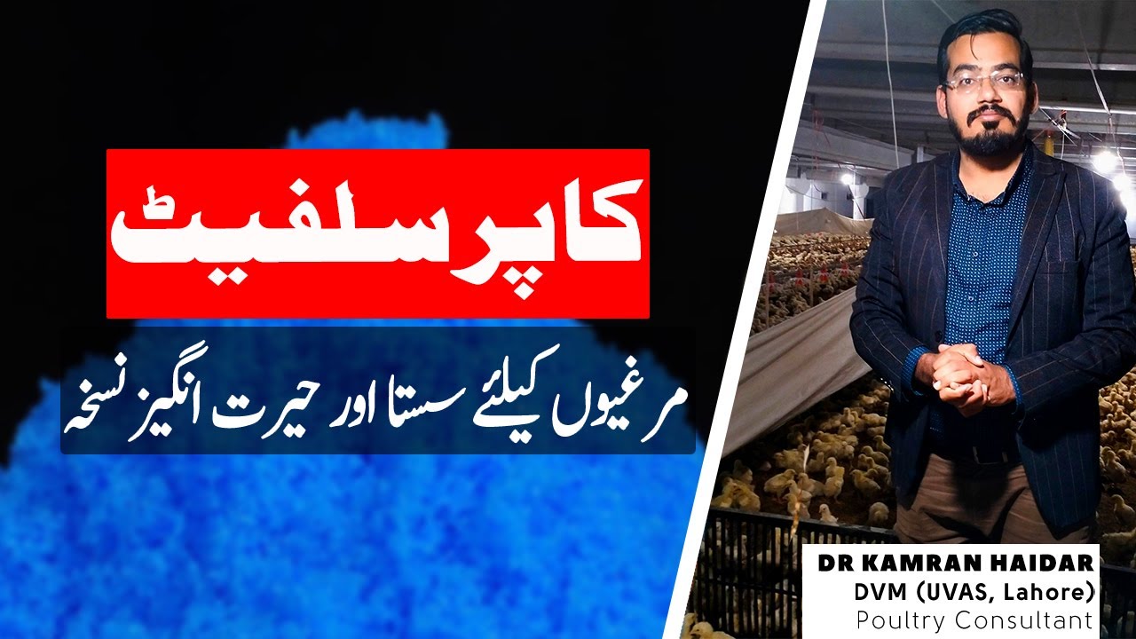 Use of Copper Sulphate (Neela Thotha) in Poultry | Antibacterial, Antifungal & Growth Promoter