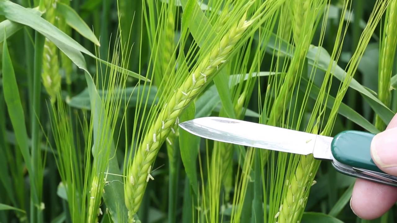 In the fields: winter barley
